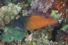 Redtail Filefish photo 3