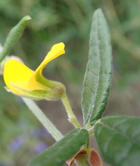 Rhynchosia chrysoscias