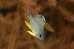 Amblyglyphidodon orbicularis