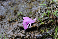 Pleione bulbocodioides