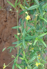Rhynchosia leucoscias