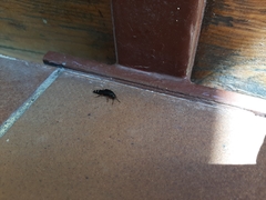 Platydracus fulvipes