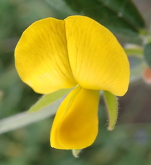 Rhynchosia chrysoscias