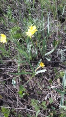 Takhtajaniantha austriaca