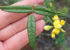 Rhynchosia leucoscias