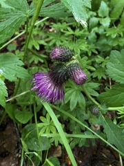 Cirsium waldsteinii