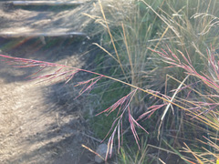 Festuca asplundii