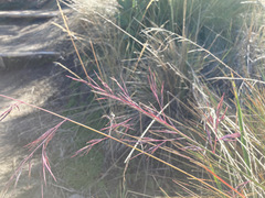 Festuca asplundii