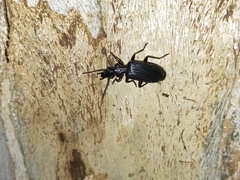 Helluonina
