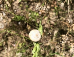 Xeropicta derbentina