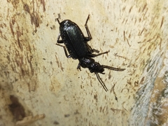 Helluonina