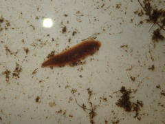 Erpobdella octoculata