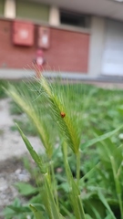 Coccinella septempunctata