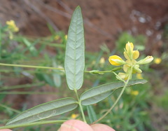 Rhynchosia leucoscias