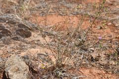 Lessingia virgata