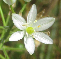 Ornithogalum flexuosum