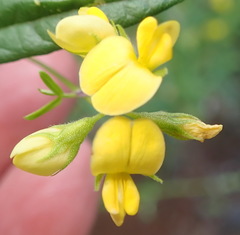 Rhynchosia leucoscias