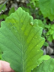 Macrodiplosis niveipila