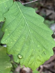 Macrodiplosis niveipila