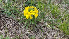 Erysimum amurense