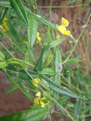 Rhynchosia leucoscias