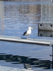 Larus marinus