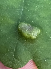 Macrodiplosis niveipila