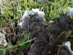 Peltigera elisabethae