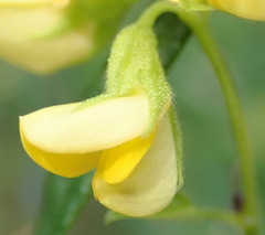 Rhynchosia leucoscias