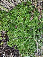 Azorella multifida