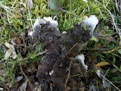 Peltigera elisabethae