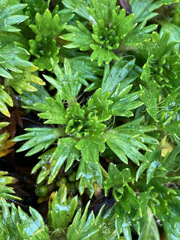 Azorella multifida