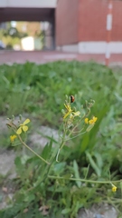 Coccinella septempunctata