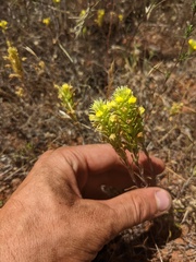Castilleja lacera