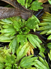 Azorella multifida