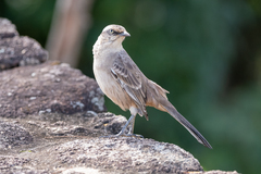 Mimus saturninus