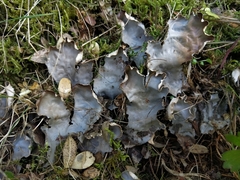 Peltigera elisabethae