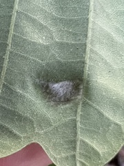 Macrodiplosis niveipila