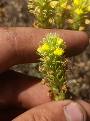 Castilleja lacera
