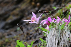 Pleione bulbocodioides
