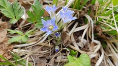 Gentiana zollingeri
