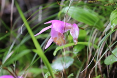 Pleione bulbocodioides