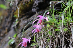 Pleione bulbocodioides