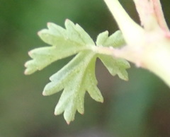 Pelargonium grossularioides