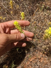 Castilleja lacera