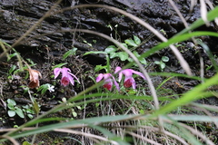 Pleione bulbocodioides