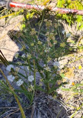 Agathosma blaerioides
