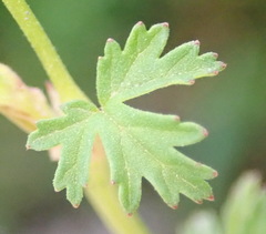 Pelargonium grossularioides