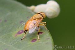 Eristalinus flavus