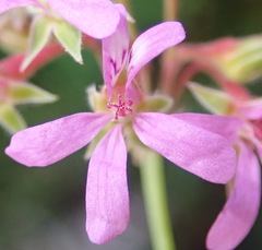 Pelargonium grossularioides